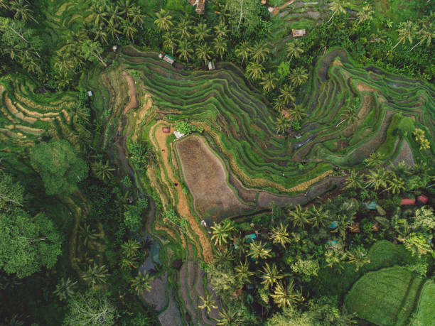 istock High Angle View Of Trees On Landscape 1293852906