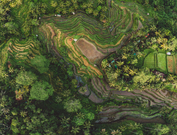 istock High Angle View Of Trees Growing On Field 1293852973