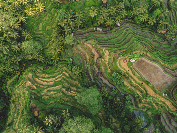 istock High Angle View Of Agricultural Field 1293852976