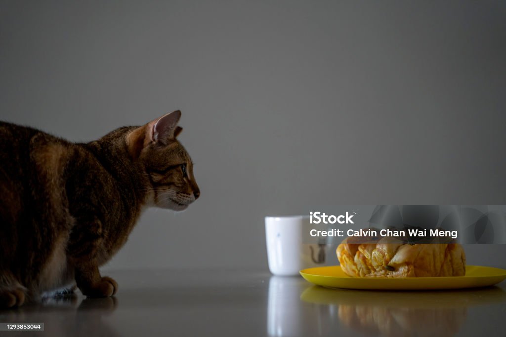 Family pet cat A family pet cat staring at owner's  bread breakfast with white porcelain cup Domestic Cat Stock Photo