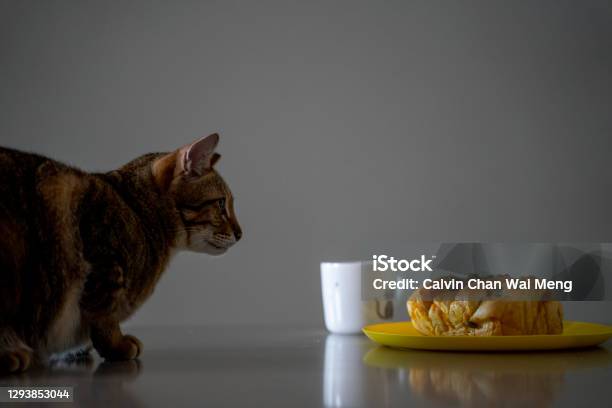 Family Pet Cat Stock Photo - Download Image Now - Domestic Cat, Playful, Animal