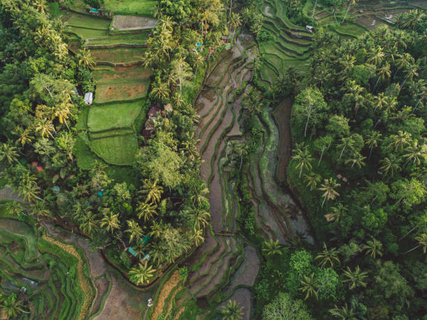 istock High Angle View Of Trees Growing In Farm 1293853882