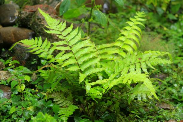 istock green fern plant 1293856674