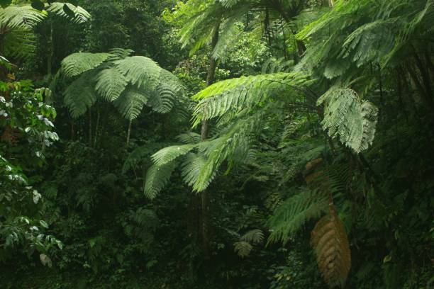 istock Plant in the tropical forest 1293856769