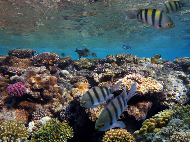 istock Coral reef with hard corals. Red Sea. Egypt 1293857501