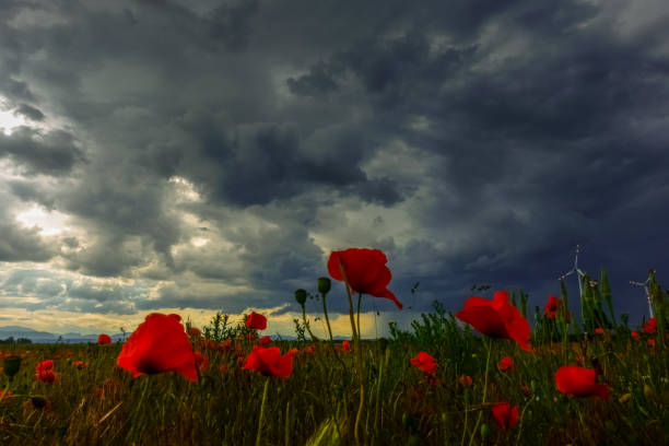 istock poppy field and dark rain clouds in the summer 1293860659