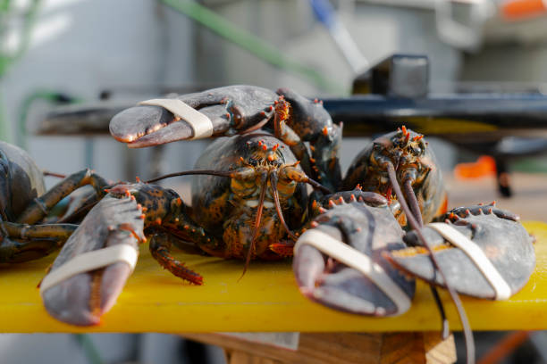 istock fresh Galician lobster ready to be cooked 1293860858
