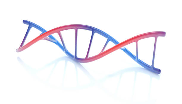 estructura de adn - dna helix individuality science fotografías e imágenes de stock