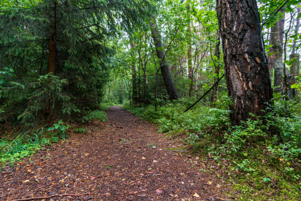 istock Nature reserve Wilhelmsdorf Pfrunger Ried in Upper Swabia 1293861755