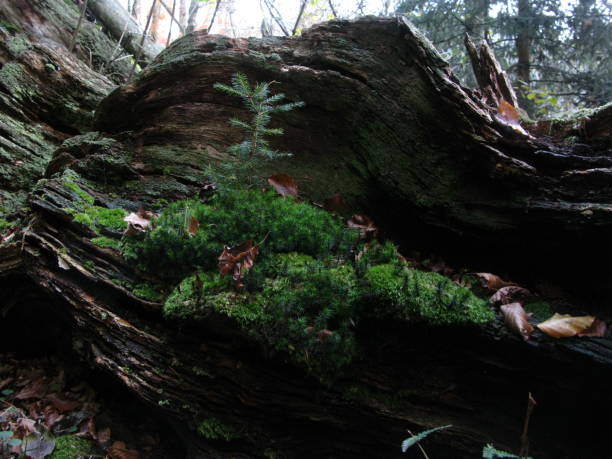 istock mosses in the forest regulate the water balance 1293861759