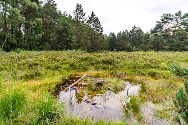 istock Nature reserve Wilhelmsdorf Pfrunger Ried in Upper Swabia 1293861856