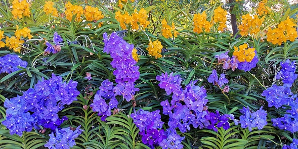 Beautiful Purple  and yellow orchid in garden