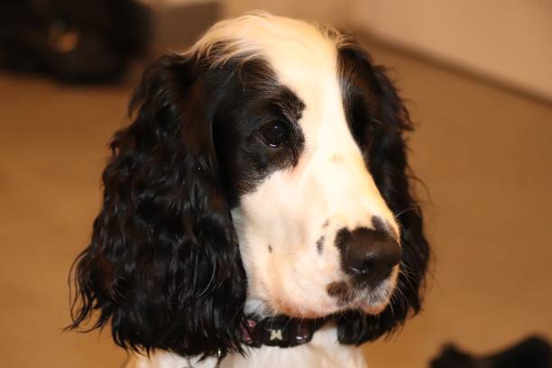 istock Black and white English cocker spaniel 1293861881