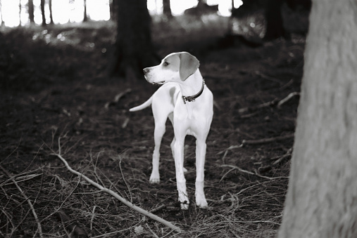 Black and White 35mm photo of a 5 month old pointer out for a walk in the forest.