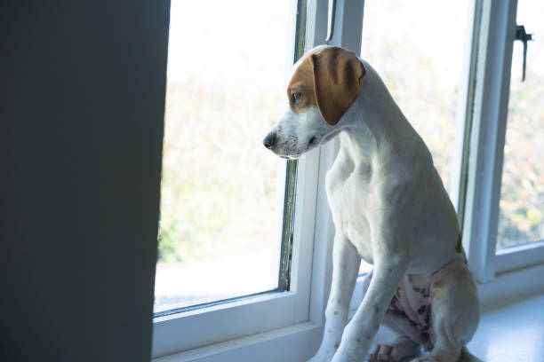 istock Pointer puppy looking out of the window 1293862793