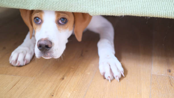 puppy going under couch