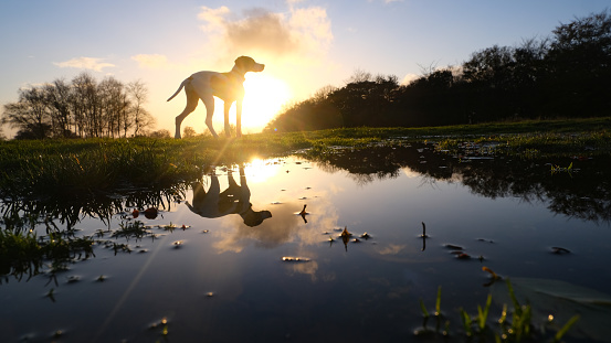 A young pointer puppy enjoying an evening walk with a sunset in the background and reflections in a puddle.