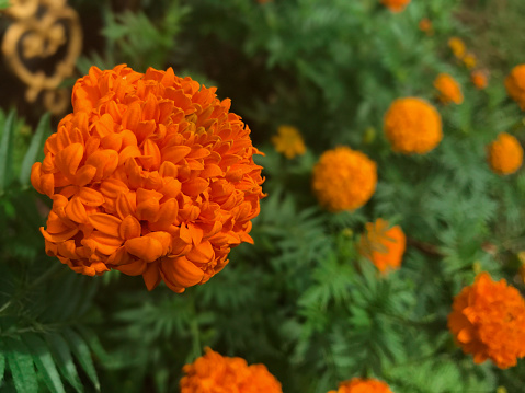 Processed with Focos, Shot with close up angel. Orange Marigold Flower take on December 31, 2020 in Garden Flower, Kerinci, Jambi, Indonesia.