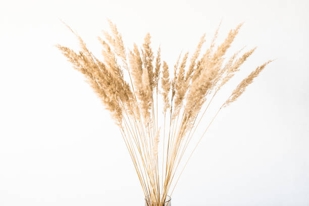 istock Dried flowers in a glass vase with an empty light wall for minimalist decor. 1293864483