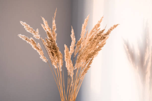 istock Dried flowers wiht shadows against a light wall in a minimalist style. 1293864498