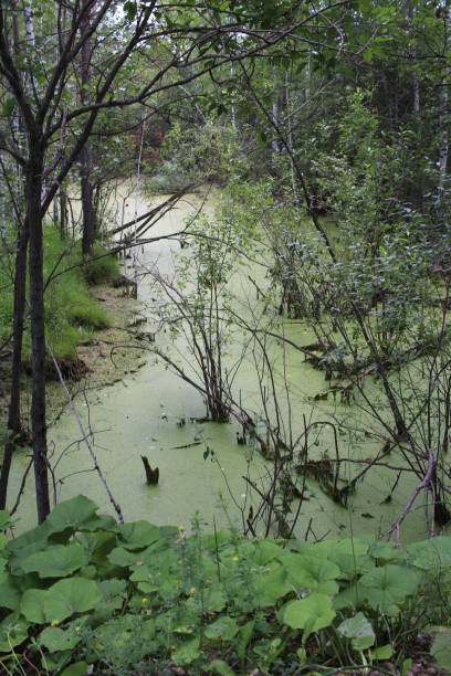 istock swampy pond with mud in the swamp quagmire 1293865240