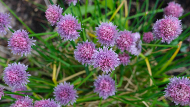 chives in flower - chive allium flower cultivated herb fotografías e imágenes de stock