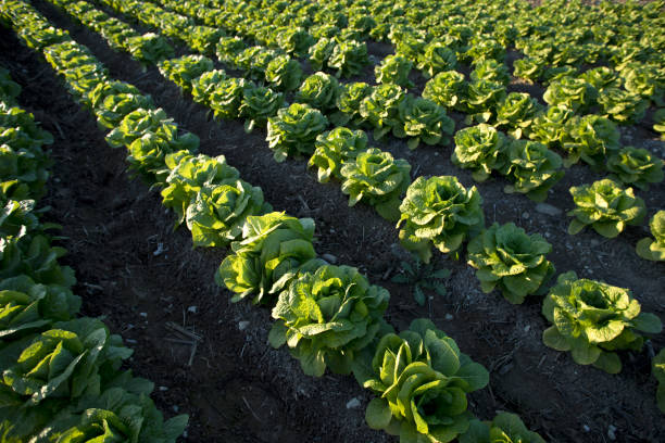 istock lettuce farm field landscape 1293867834
