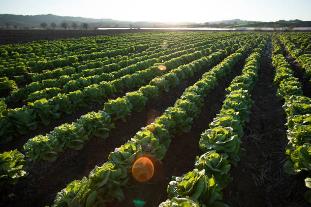 istock lettuce farm field landscape 1293867837