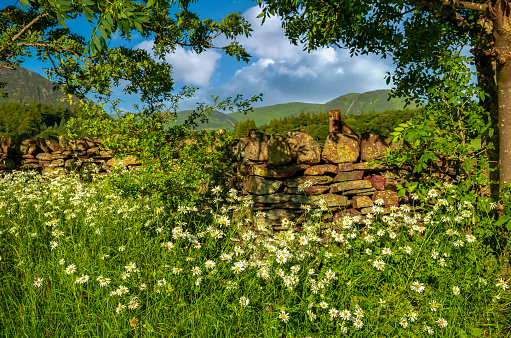 Stone walls in the English Lake District