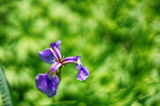 The iris flower is shot against a blurred background. stock photo