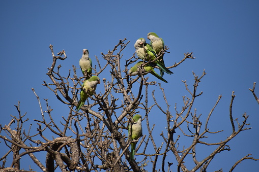 group of monk parakeet (myiopsitta monachus), or quaker parrot, in a tree in Buenos Aires city