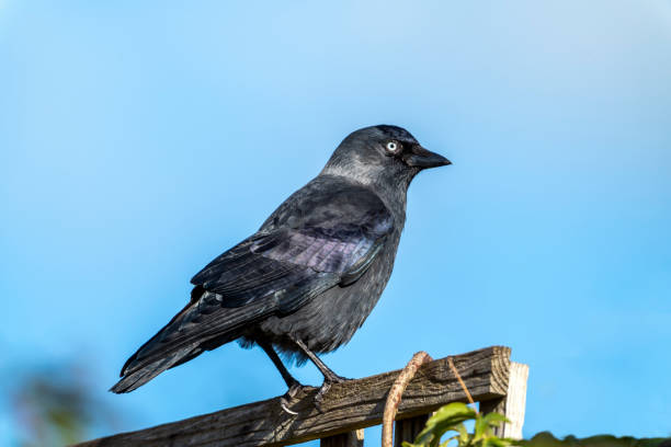 jackdaw (coloeus monedula) um pássaro corvo preto - 4738 - fotografias e filmes do acervo