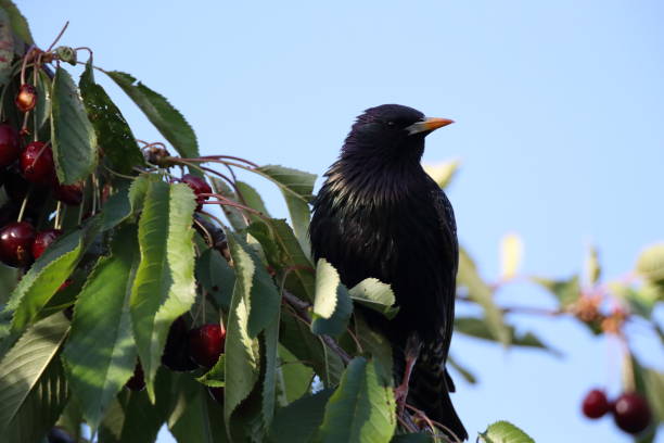 istock common starling or European starling (Sturnus vulgaris) 1293874389