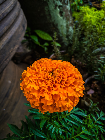 Circle orange flower