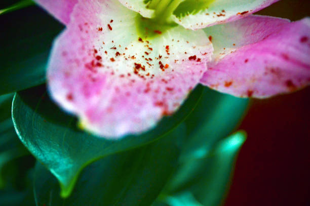 istock Flower pollen lily deposited on a petal 1293876869