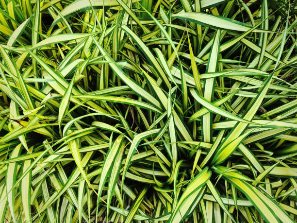 istock Full Frame Background of Fresh Green Yellow Spider Plants Bush 1293877970