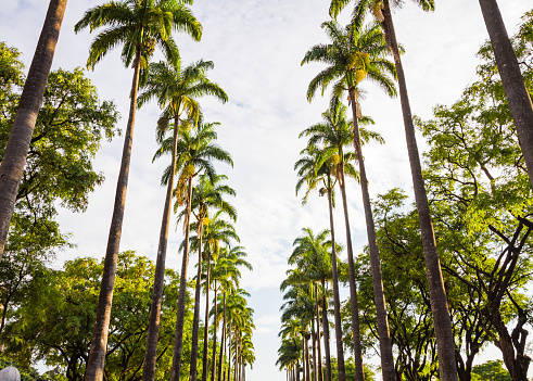 In the public parks in the city of Santa Cruz there is a great diversity of palm trees due to the climate and some of the parks gives an impression of a jungle. Santa Cruz in the major city on the Spanish Canary Island Tenerife.