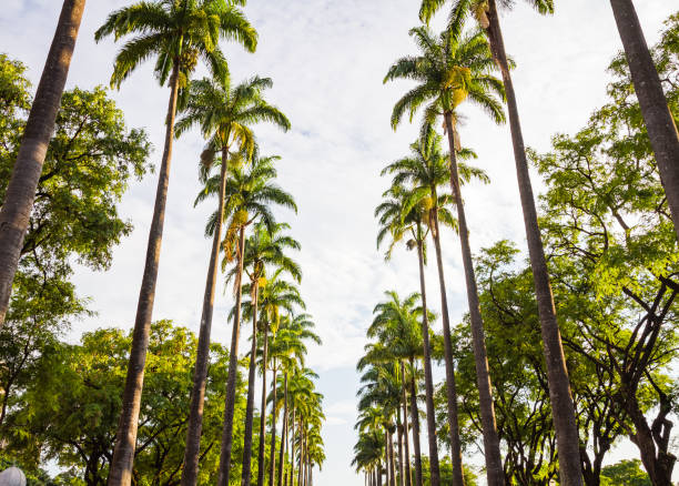 сад тропических пальмовых деревьев - green woods forest southern brazil стоковые фото и изображения