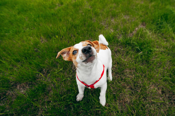 istock Jack Russell Terrier playing outside at grass 1293878914