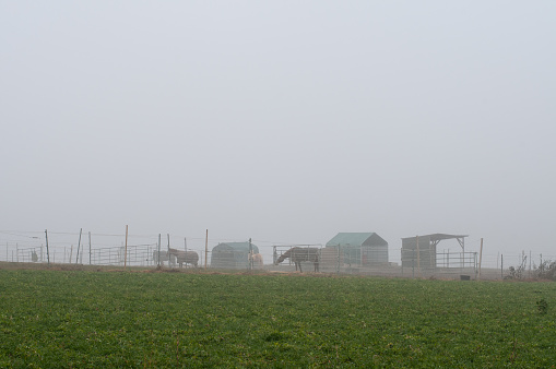 a foggy rural landscape with a green field and grazing horses on the pasture