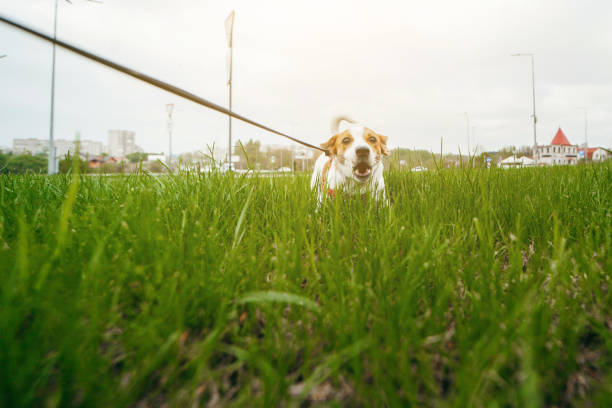 Jack Russell Terrier playing outside at grass