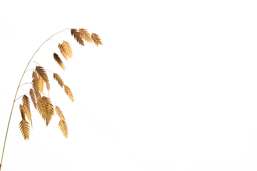 Chasmanthium latifolium or wood oats isolated on white background with copy space, also called Nordseehafer