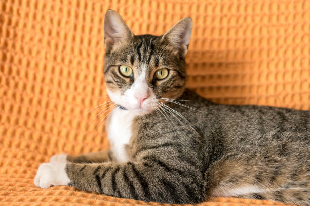 istock A cute cat is posing at home. A cat portrait close-up. 1293879072