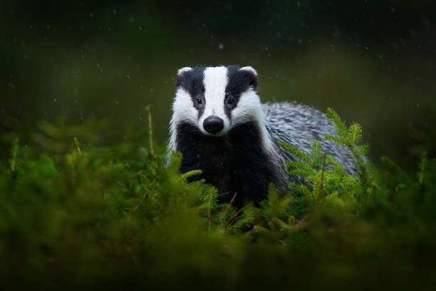 blaireau dans la forêt verte. mammifère mignon dans l’environnement, jour pluvieux, allemagne, europe. blaireau sauvage, meles meles, animal dans le bois. - blaireau photos et images de collection