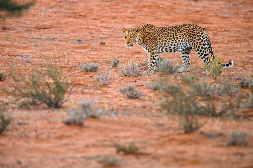 Leopard, Panthera pardus, walking in the red orange sand. Africa leopard in Kgalagadi desert in Botswana. Art wildlife nature, cat in wilderness. Wild spotted cat in the wild. African safari.