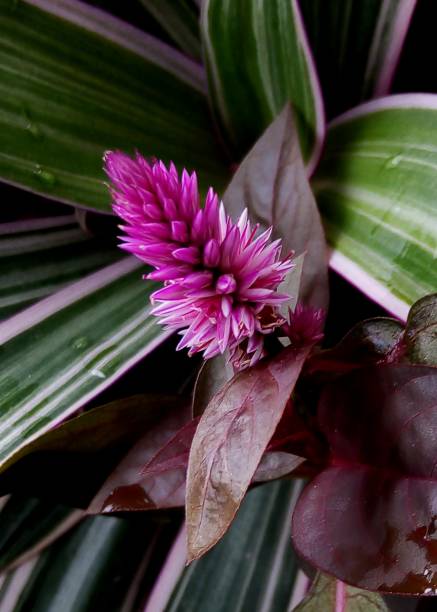small purple - pink color flower plant seen in a home garden in Sri Lanka stock photo