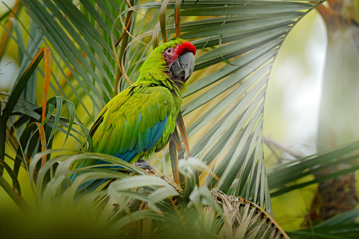 Green macaw on the palm tree in the natura habitat, Costa Rica. Ara ambigua, green parrot Great-Green Macaw on tree. Wild rare bird in the nature habitat, sitting on the branch in Costa Rica. Wildlife