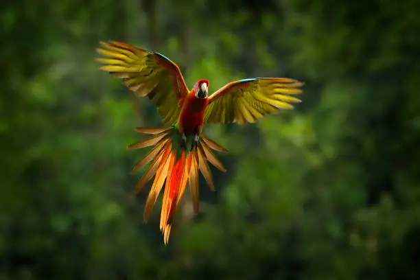 Parrot flying in dark green vegetation. Macaw rare form Ara macao x Ara ambigua, in tropical forest, Costa Rica. Red hybrid fly parrot in forest. Wildlife in tropic forest.