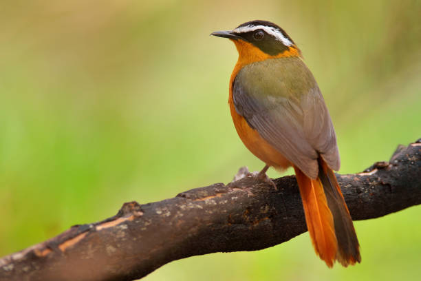 istock White-browed robin-chat, Cossypha heuglini, also known as Heuglin's robin, Okavago delta, Botswana in Africa. Orange black bird sittitng on the tree branch in the nature habitat. 1293883584