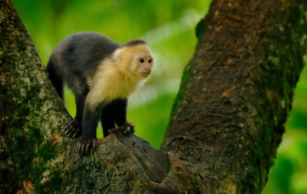 istock Tropic monkey. White-headed Capuchin, black monkey sitting on tree branch in the dark tropical forest. Wildlife of Costa Rica. Travel holiday in Central America. 1293883586